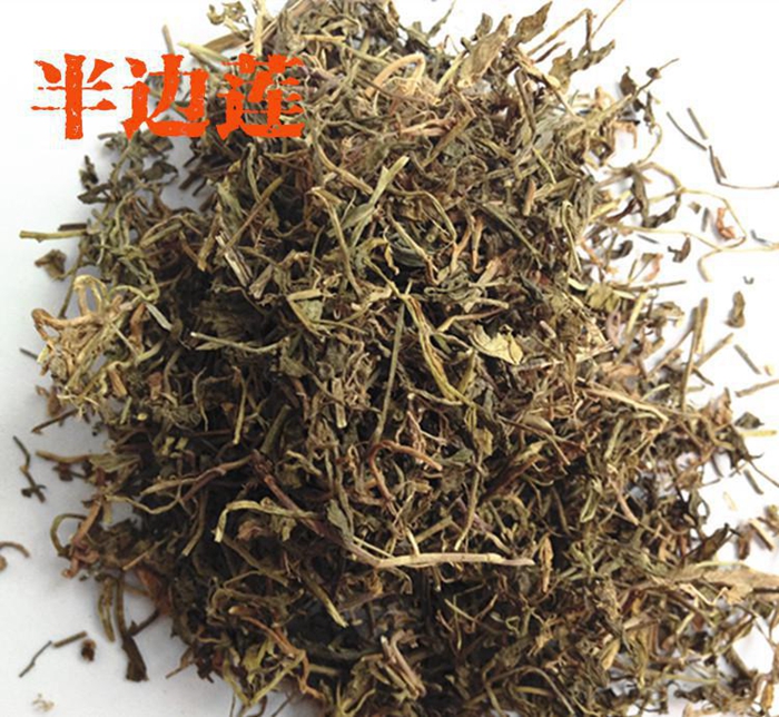 Chinese lobelia, Chinese lobelia,